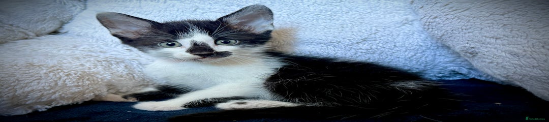 Arthur - mixed siamese