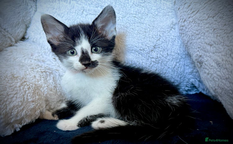 Mixed Breed cats - Advert 1