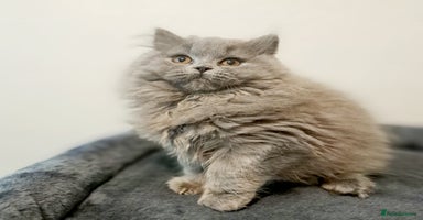 British Longhair cats - Advert 5