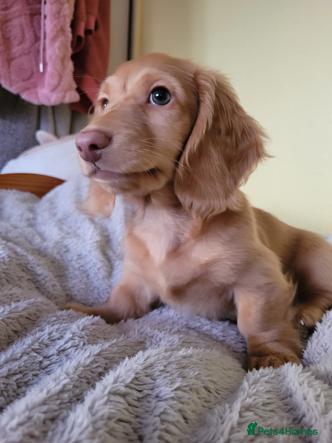 Dachshund dogs for sale: Long Haired KC Miniature Dachshund(LAST BOY) - Advert 6