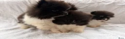 Pomeranian dogs for sale: Pomeranian puppy’s  - Advert 14