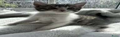  Kitten 5