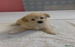 Mixed Breed dogs for sale: Puppy's  - Image 5