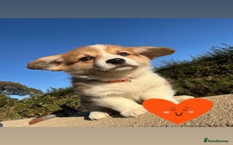 Welsh Corgi Pembroke dogs for sale: Champion Bloodline KC reg puppies - Image 2