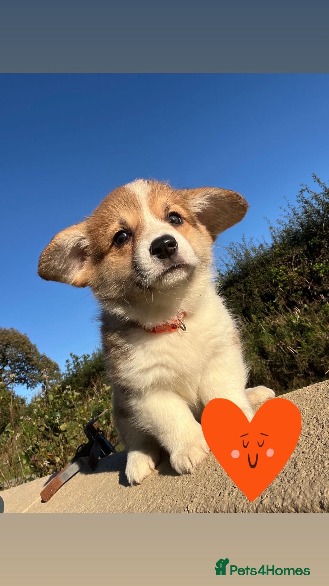 Welsh Corgi Pembroke dogs for sale: Champion Bloodline KC reg puppies - Image 2