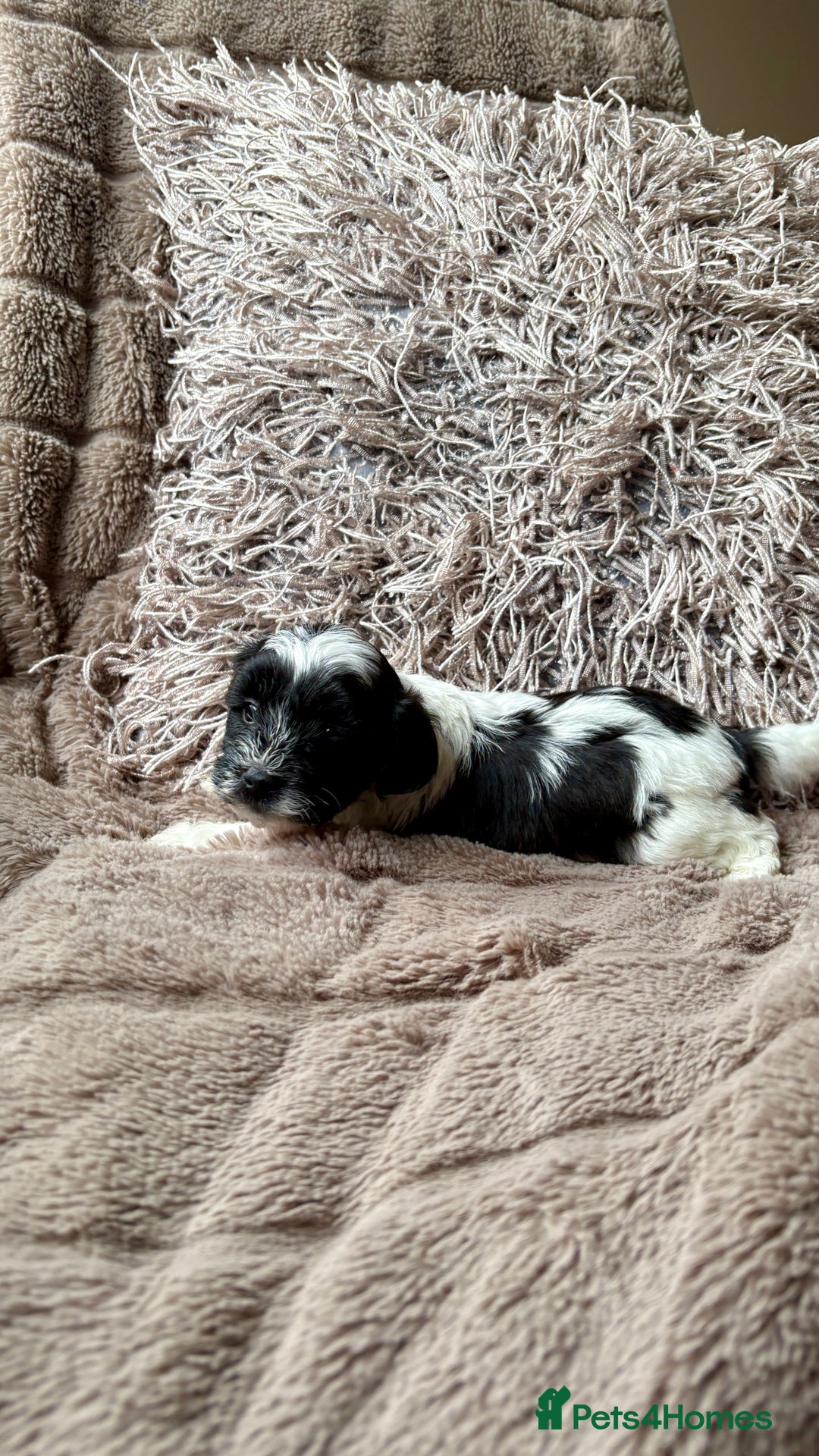 Lhasapoo dogs for sale: *****only 1 girl and 2 boys left ***** - Image 12