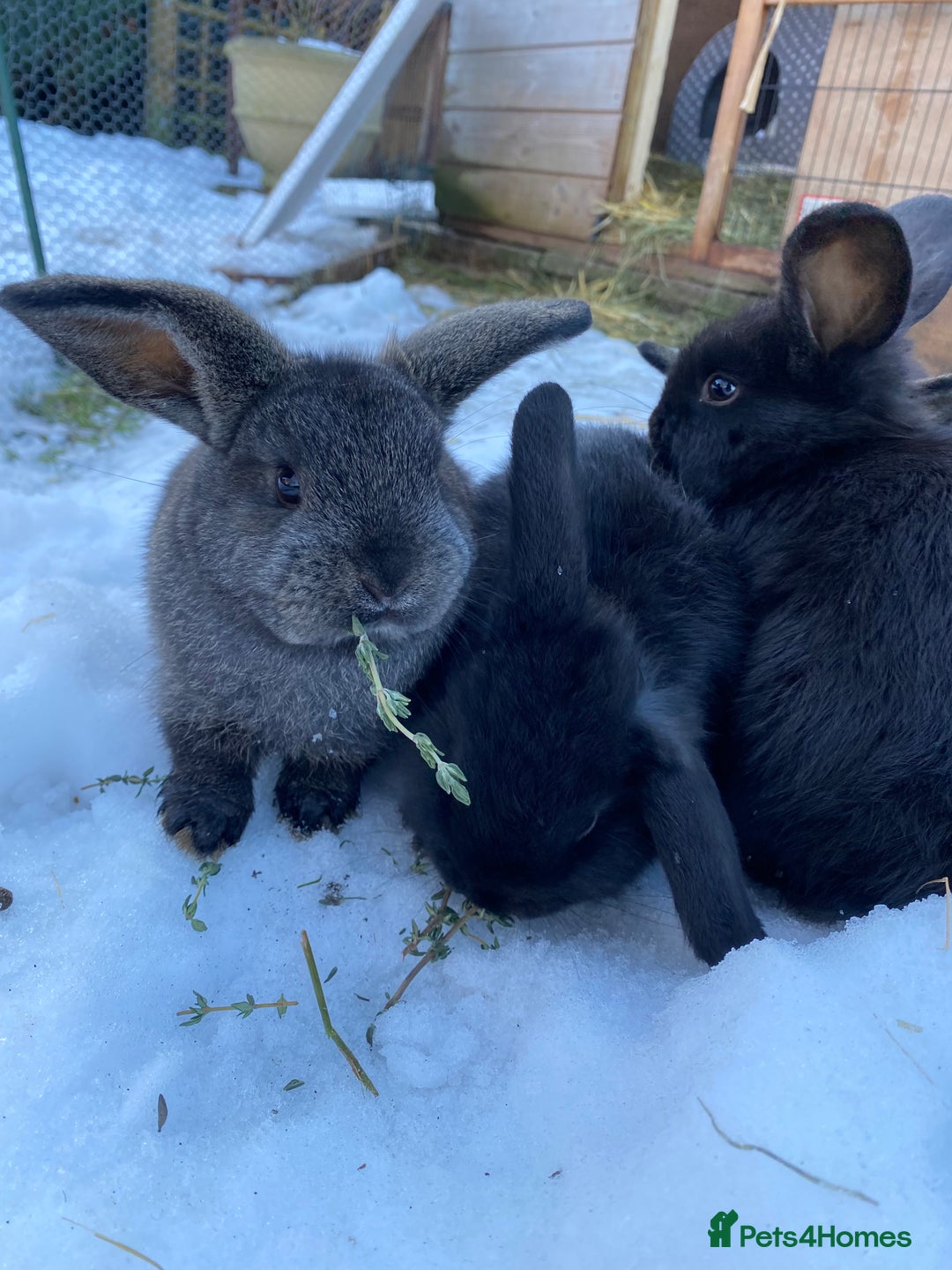 Mini Lop rabbits for sale: Mini lop bunnies - Advert 6