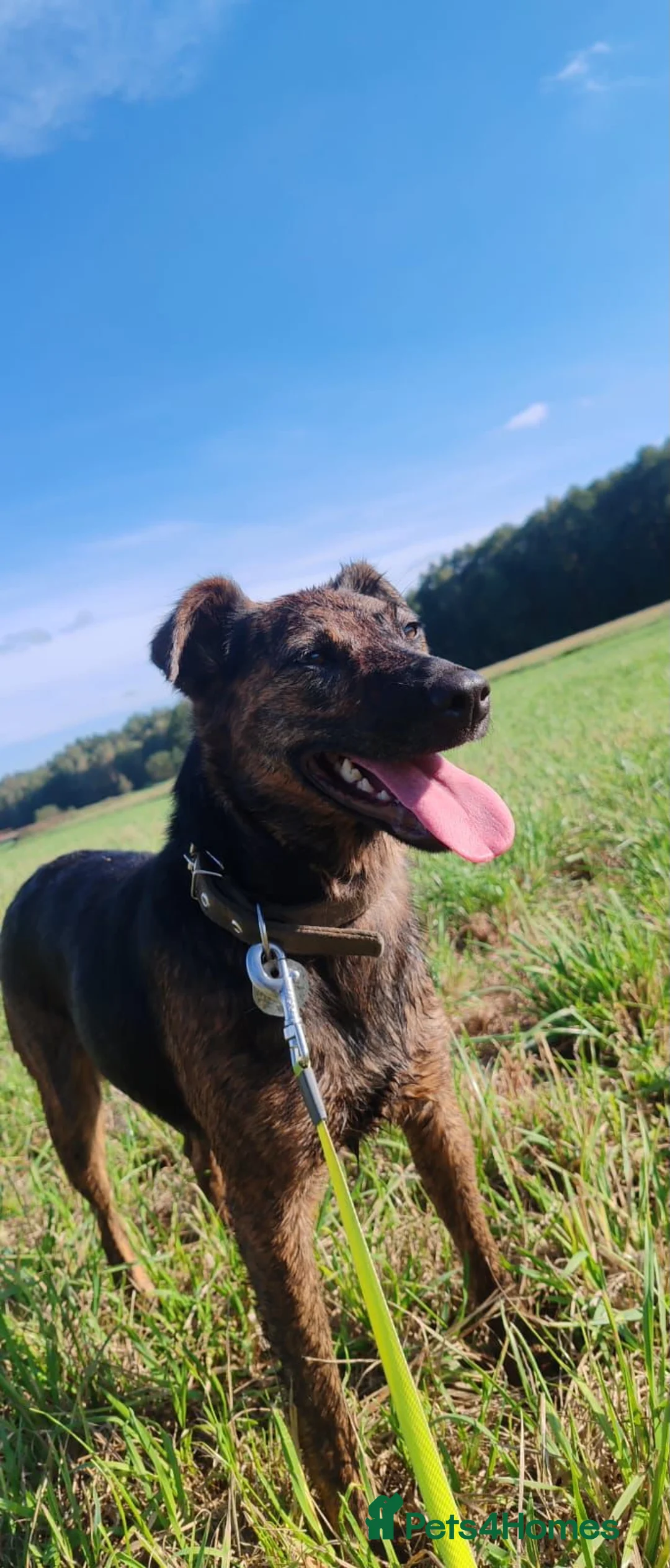 German Shepherd dogs for adoption: TORI – German Shepherd (Female) - Advert 3