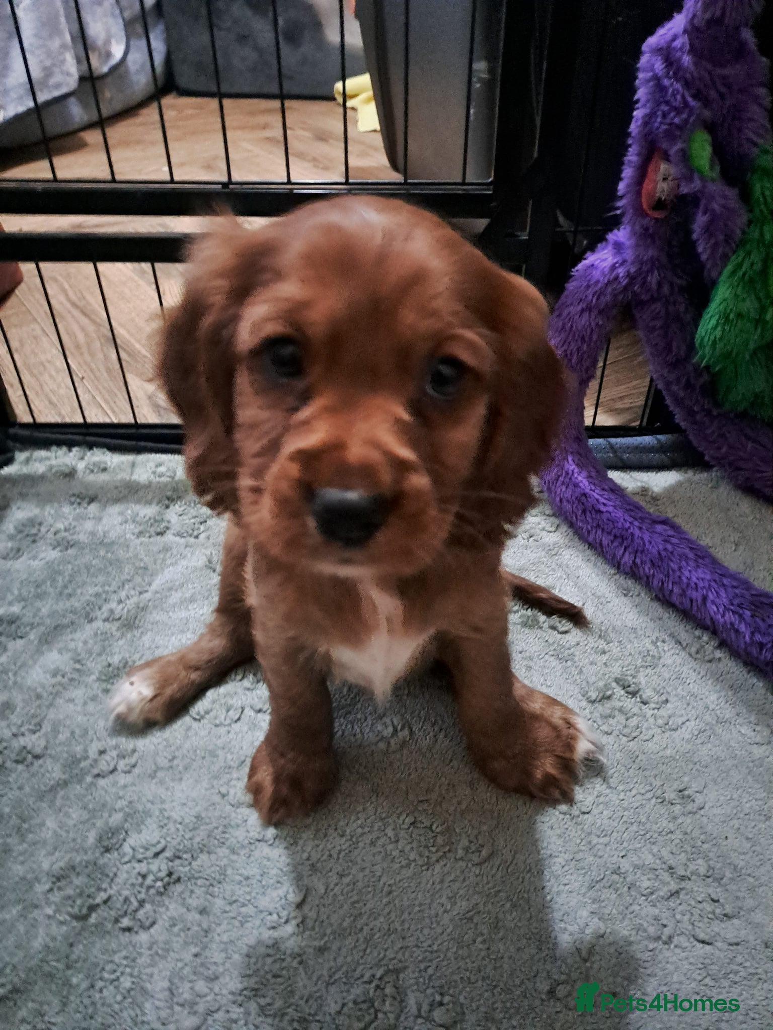 Cockalier dogs 🐶Cockalier Puppies🐶 LAST 2 ready to go!  - Advert 13