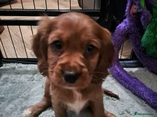 Cockalier dogs 🐶Cockalier Puppies🐶 LAST 2 ready to go! - Advert 13