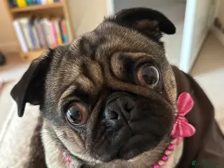 Pug dogs Beautiful Bella - Advert 5