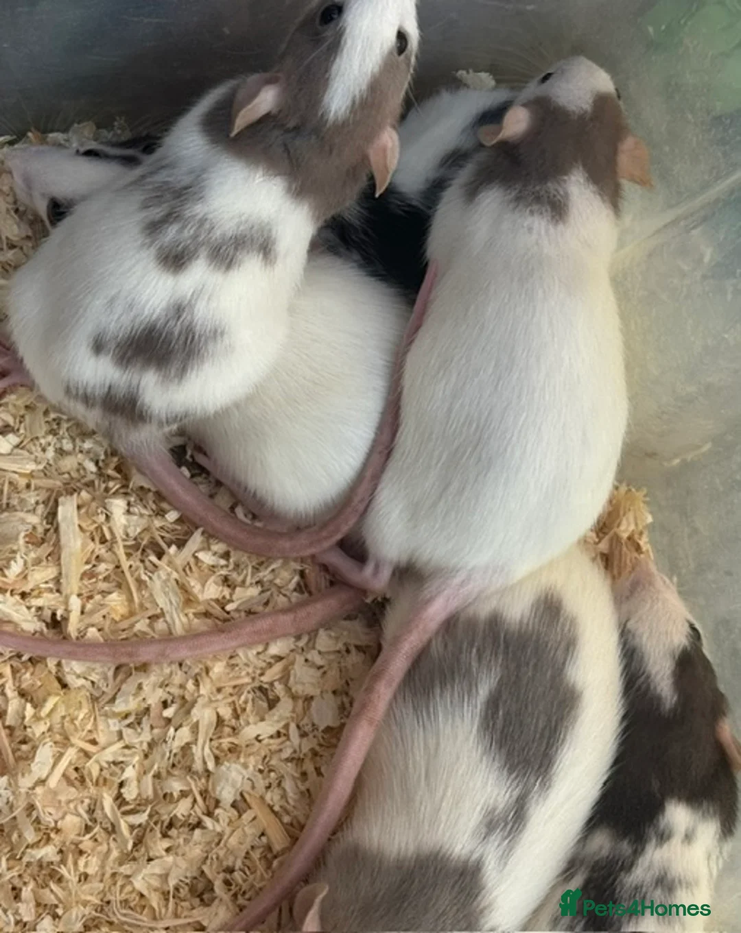 Rat rodents for sale: Young Dumbo Rats For Sale - Advert 8