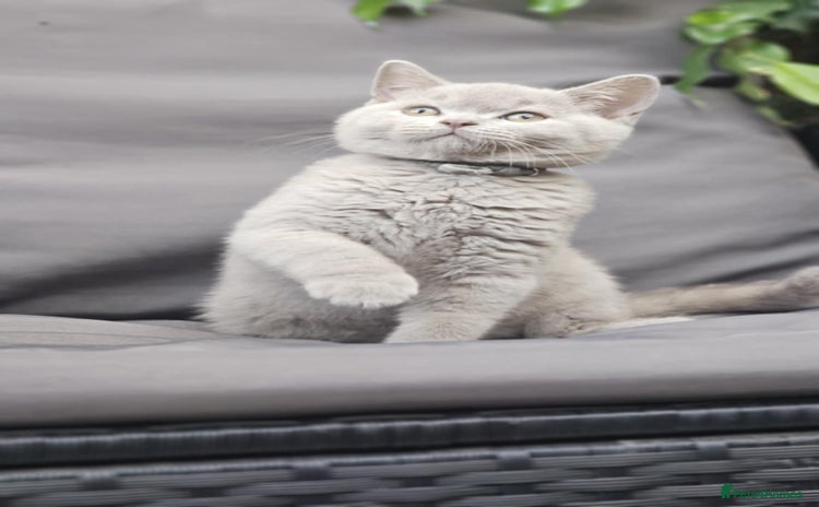 British Shorthair cats - Advert 2