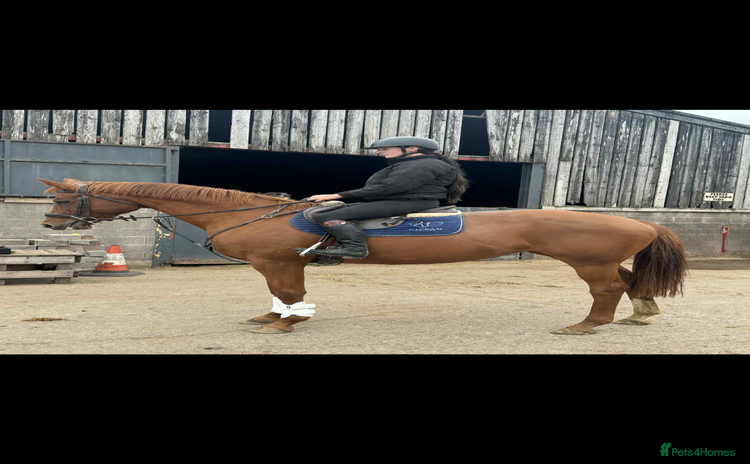 Hanoverian horses - Advert 3