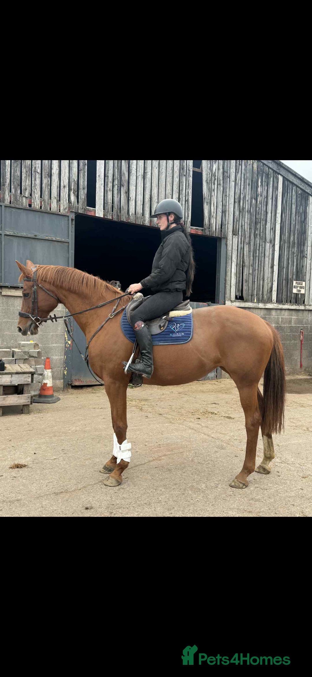 Hanoverian horses for sale: Dee - Registered Hanoverian Showstopper  - Image 1