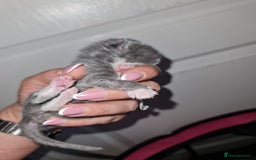 Ragdoll cats for sale: Seal mitted ragdoll/lilac bsh mix - Image 20
