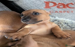 Dachshund dogs for sale: 5 week Old Dachshunds - Image 8