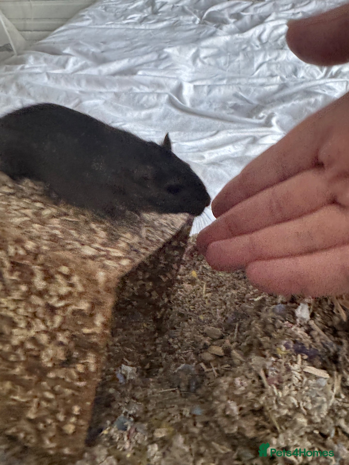 Gerbil rodents Male gerbil looking for new home and friend.  - Advert 2