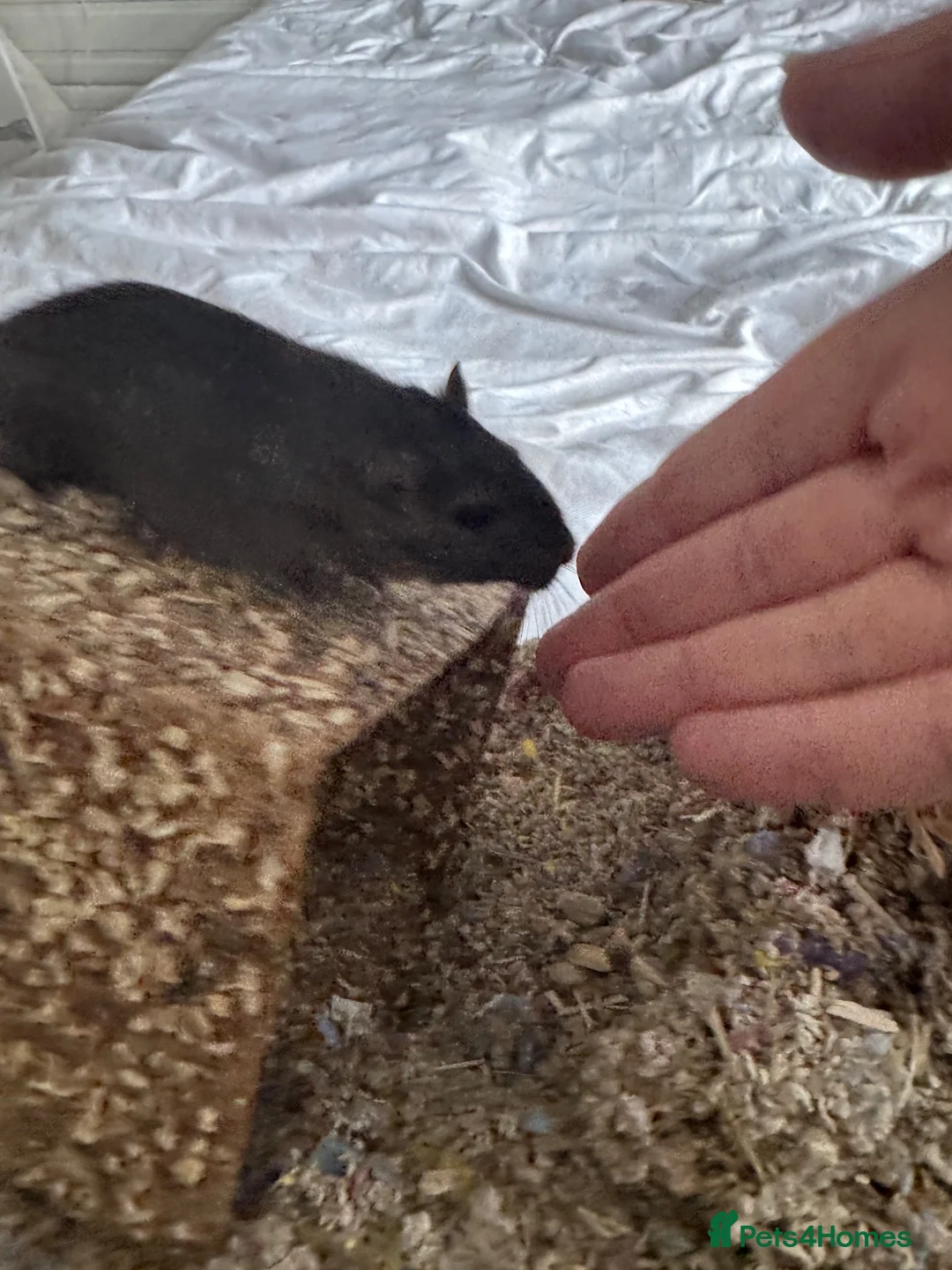 Gerbil rodents for sale: Male gerbil looking for new home and friend.  in Wisbech - Advert 1