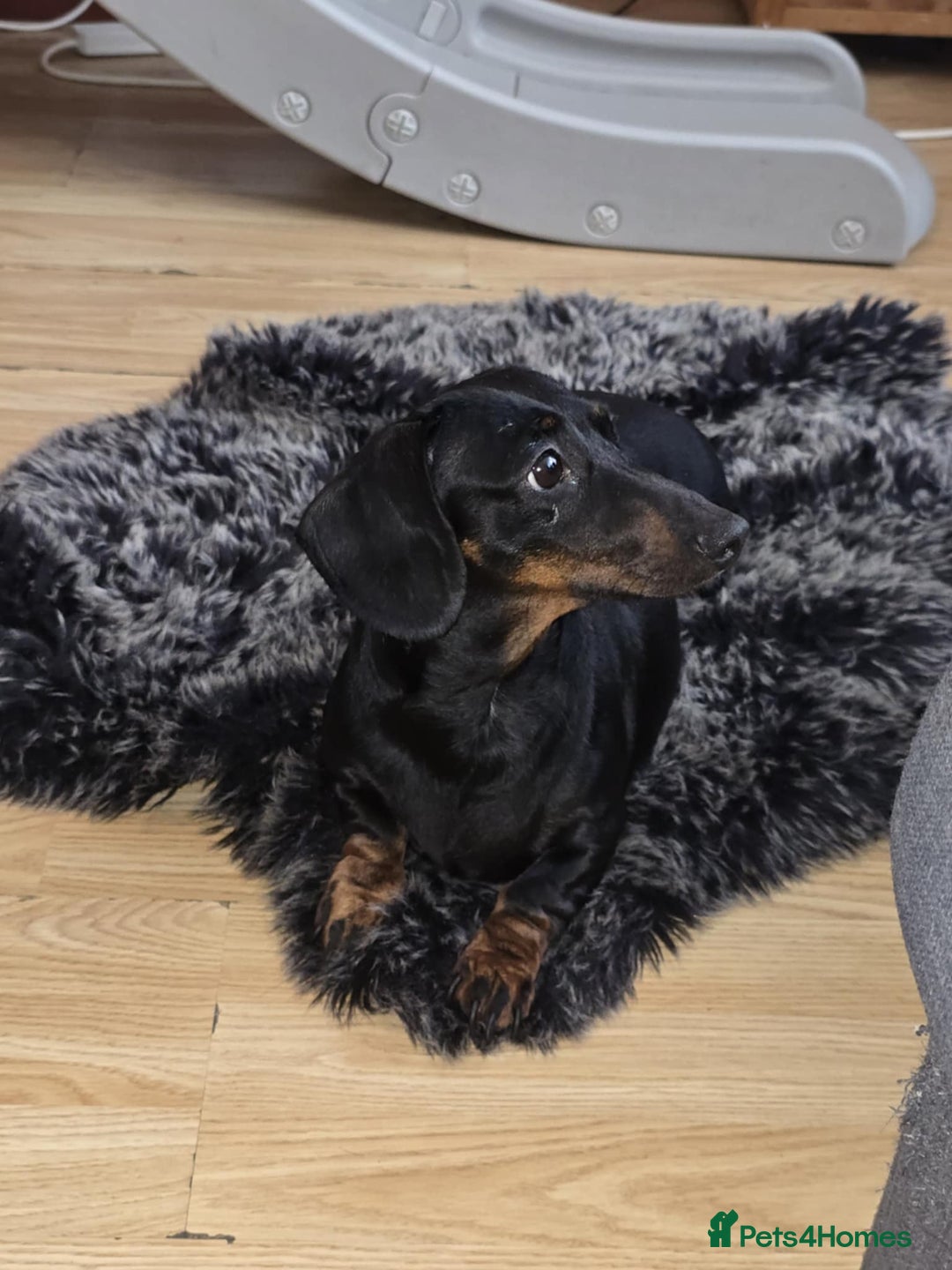 Miniature Dachshund dogs for sale: Miniature dachshund  - Image 10