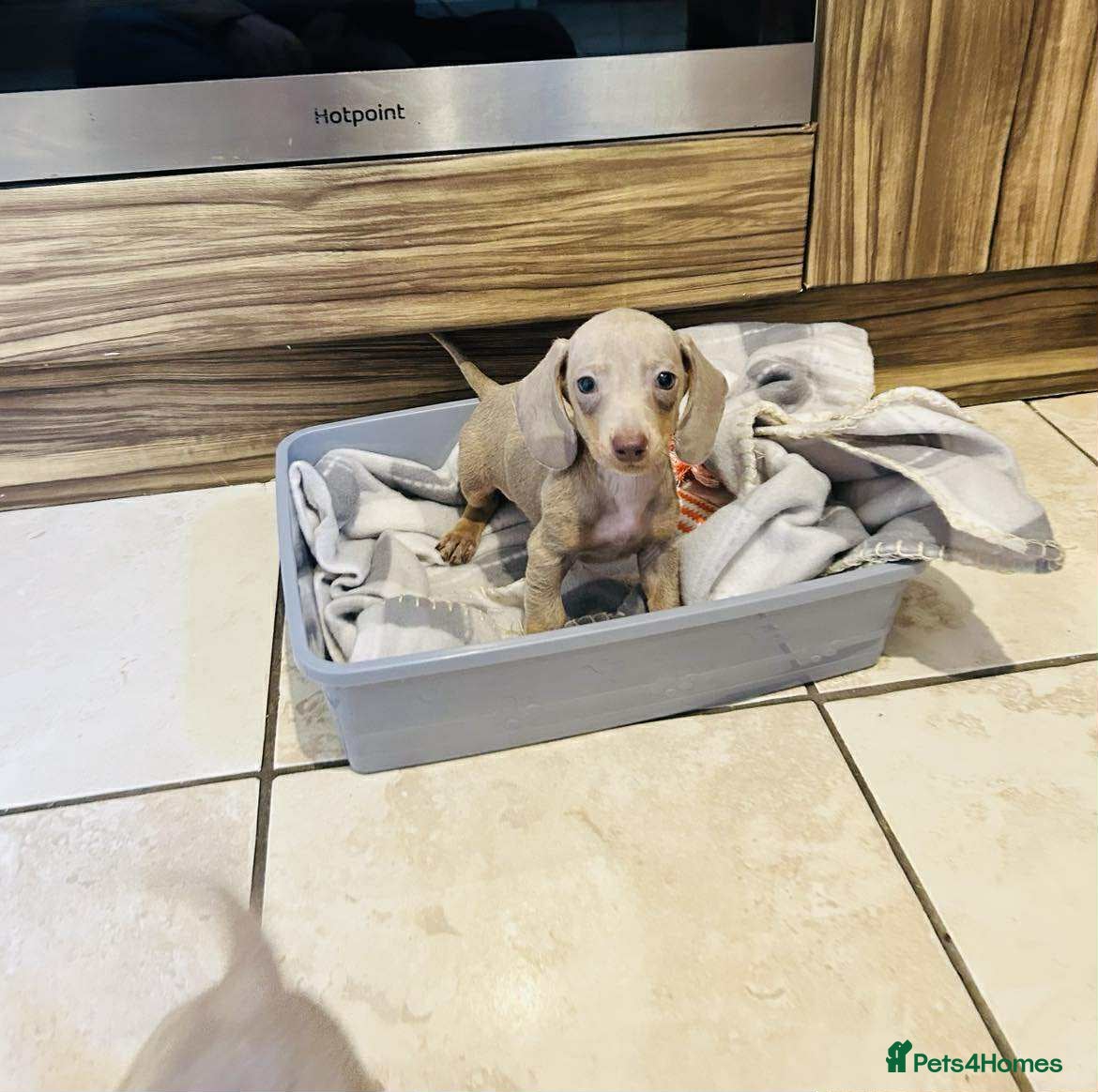 Miniature Dachshund dogs Miniature dachshund  - Advert 10