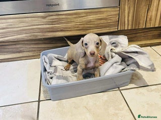 Miniature Dachshund dogs Miniature dachshund - Advert 12