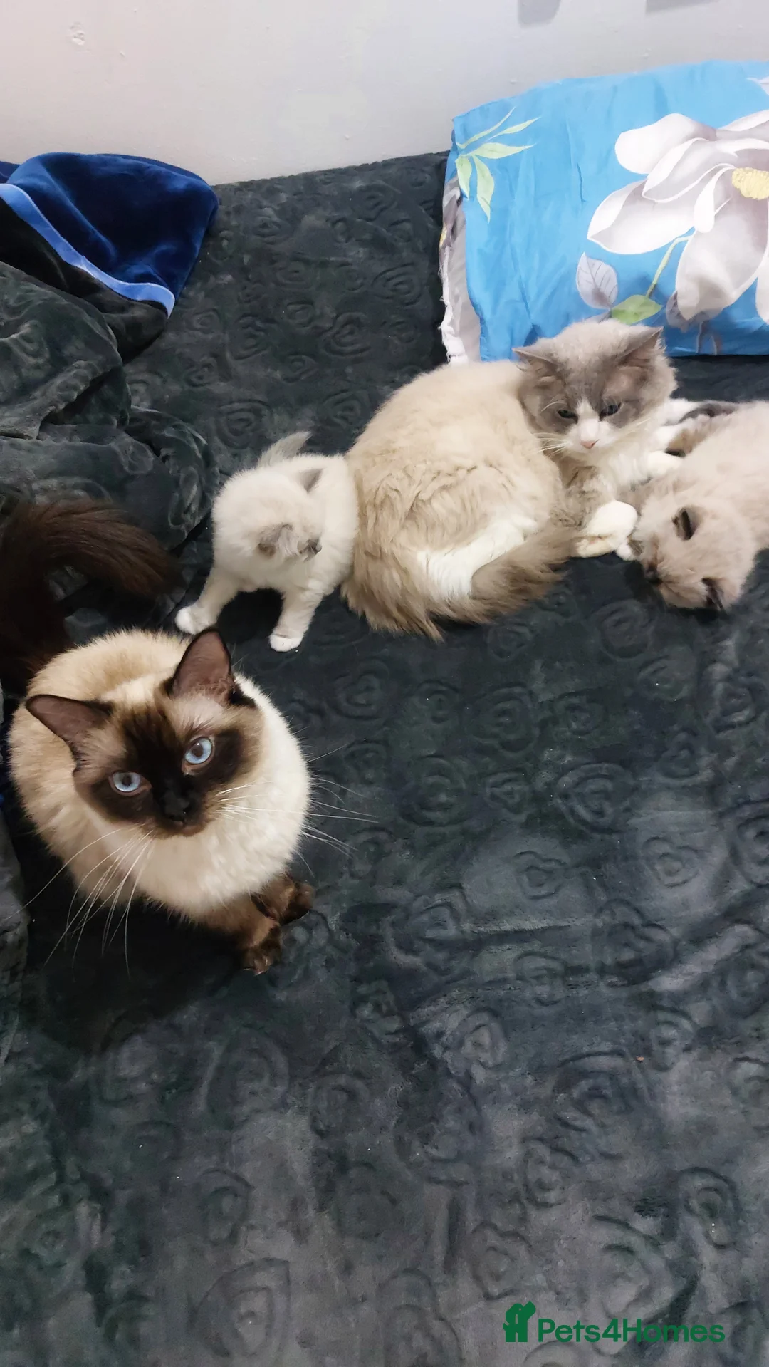 Ragdoll cats for sale: Two gorgeous rag dolls Girl and boy 😺😸 in Leicester - Advert 15