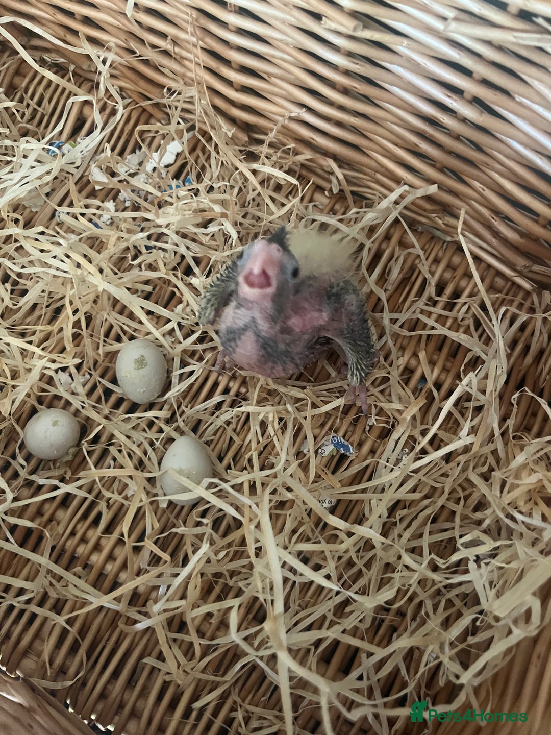 Cockatiels birds for sale: Hand reared tame Baby Cockertiel  - Image 8