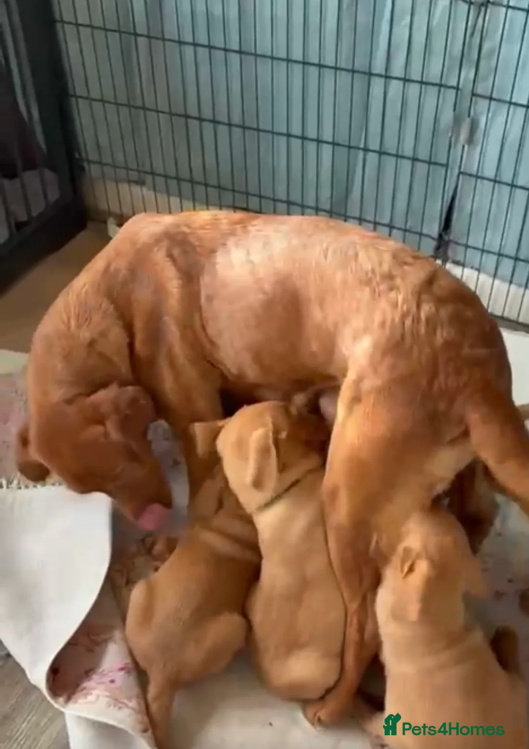 Labrador Retriever dogs for sale: Fox red Labrador puppies - Advert 2