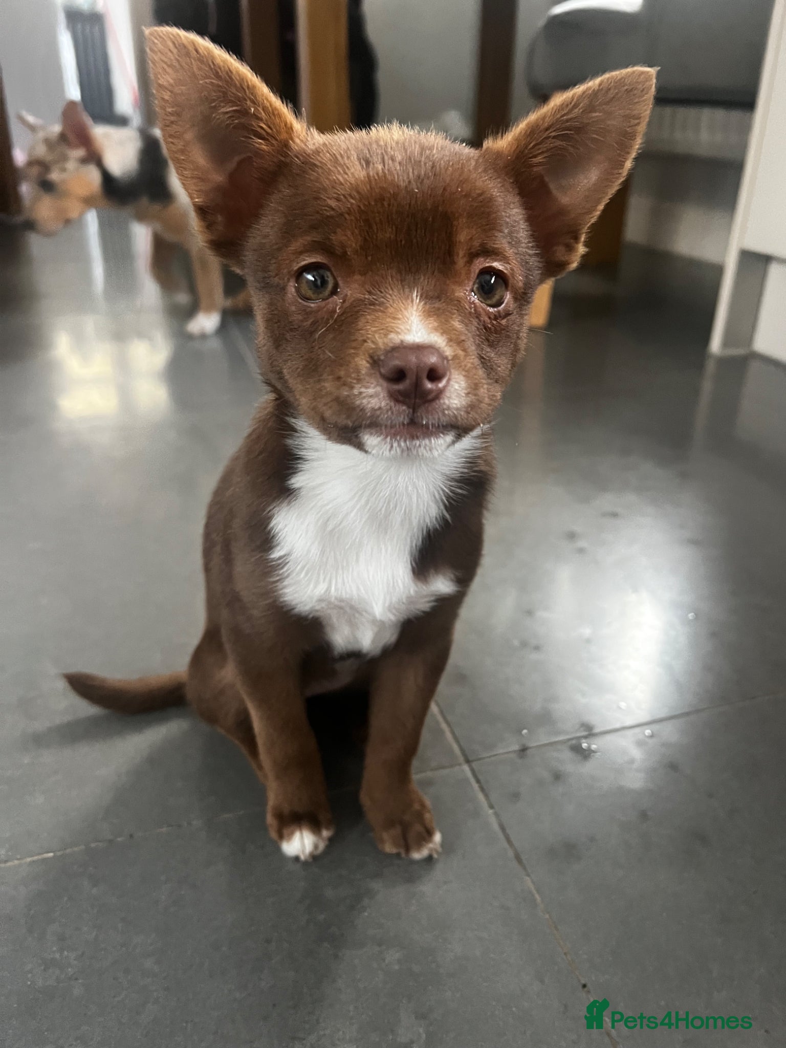 Mixed Breed dogs Pomeranian X American Pocket Bully - Advert 16