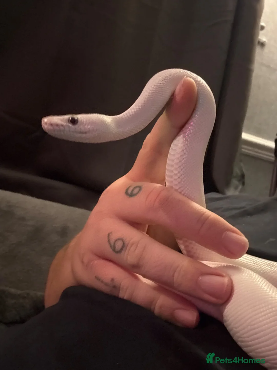 Snake reptiles for sale: Blue eyed lucy - Advert 5
