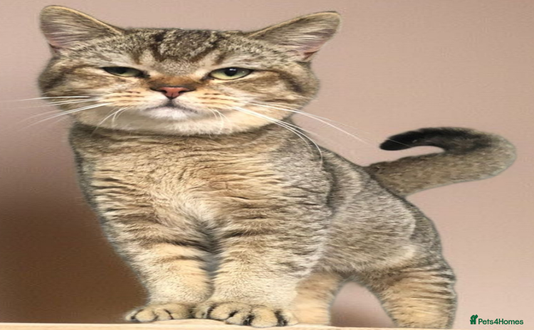 British Shorthair cats - Advert 11