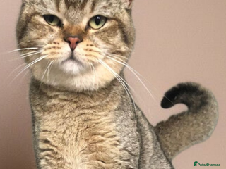 British Shorthair cats 2 British Short Hair males - Advert 2