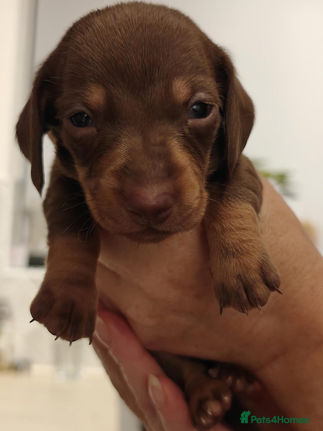 Miniature Dachshund dogs for sale: 4 miniature dachshund looking for forever homes  - Image 3