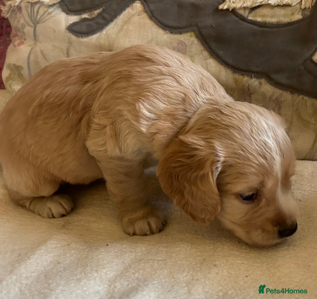 Cocker Spaniel dogs for sale: STUNNING WORKING COCKER SPANIEL PUPS - Advert 37