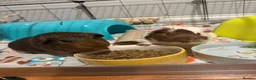 Guinea Pig rodents for sale: 2 male guinea pigs with complete set up   - Advert 5