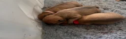 Staffordshire Bull Terrier dogs for sale: 3 female - Red Staffordshire puppies for sale - Advert 9
