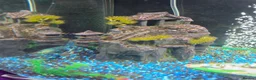 Plecos fish for sale: 180L fish tank  - Advert 4