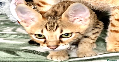 Savannah cats - Advert 16