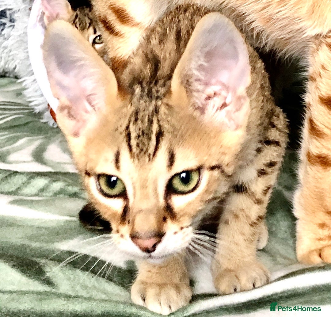 Savannah cats for sale: Beautiful full pedigree savannah kittens  - Image 2