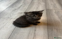 Mixed Breed cats for sale: Adorable kittens for sale  - Image 2
