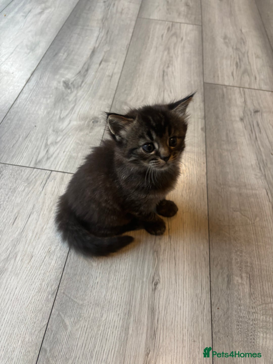 Mixed Breed cats for sale: Adorable kittens for sale  - Image 2