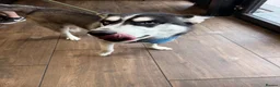 Siberian Husky dogs for sale: Siberian Husky Puppies  in Dunfermline - Advert 2