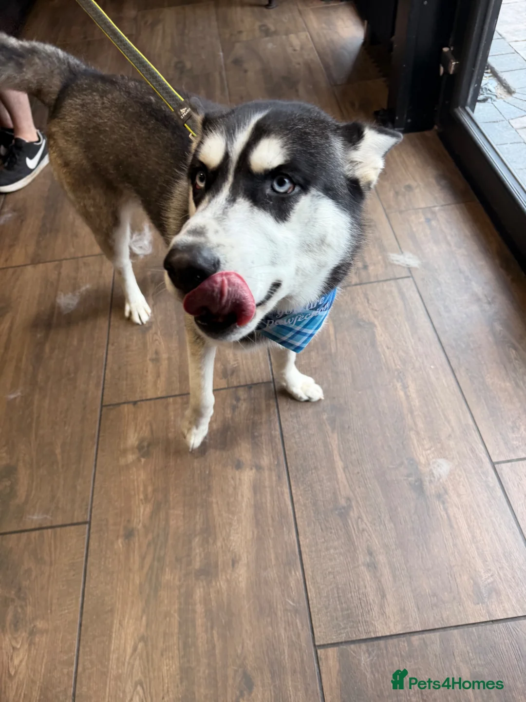 Siberian Husky dogs for sale: Siberian Husky Puppies  in Dunfermline - Advert 2