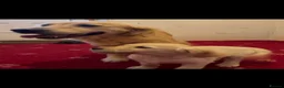 Golden Retriever dogs for sale: Golden Retriever puppies  - Advert 3