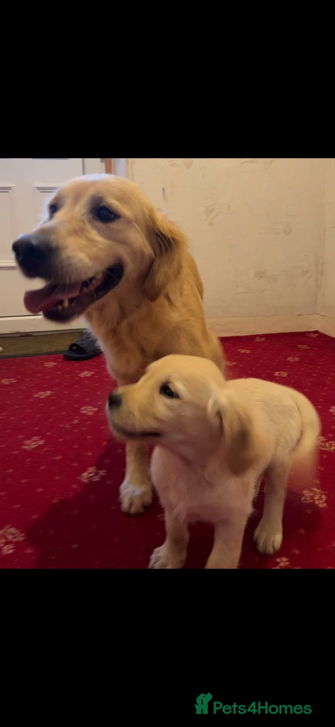 Golden Retriever dogs for sale: Golden Retriever puppies  - Advert 3