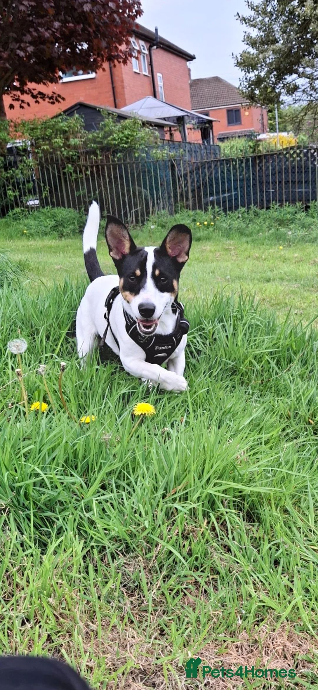 Jack Russell dogs for stud: Stunning male jack russell available for stud in Oldham - Advert 2