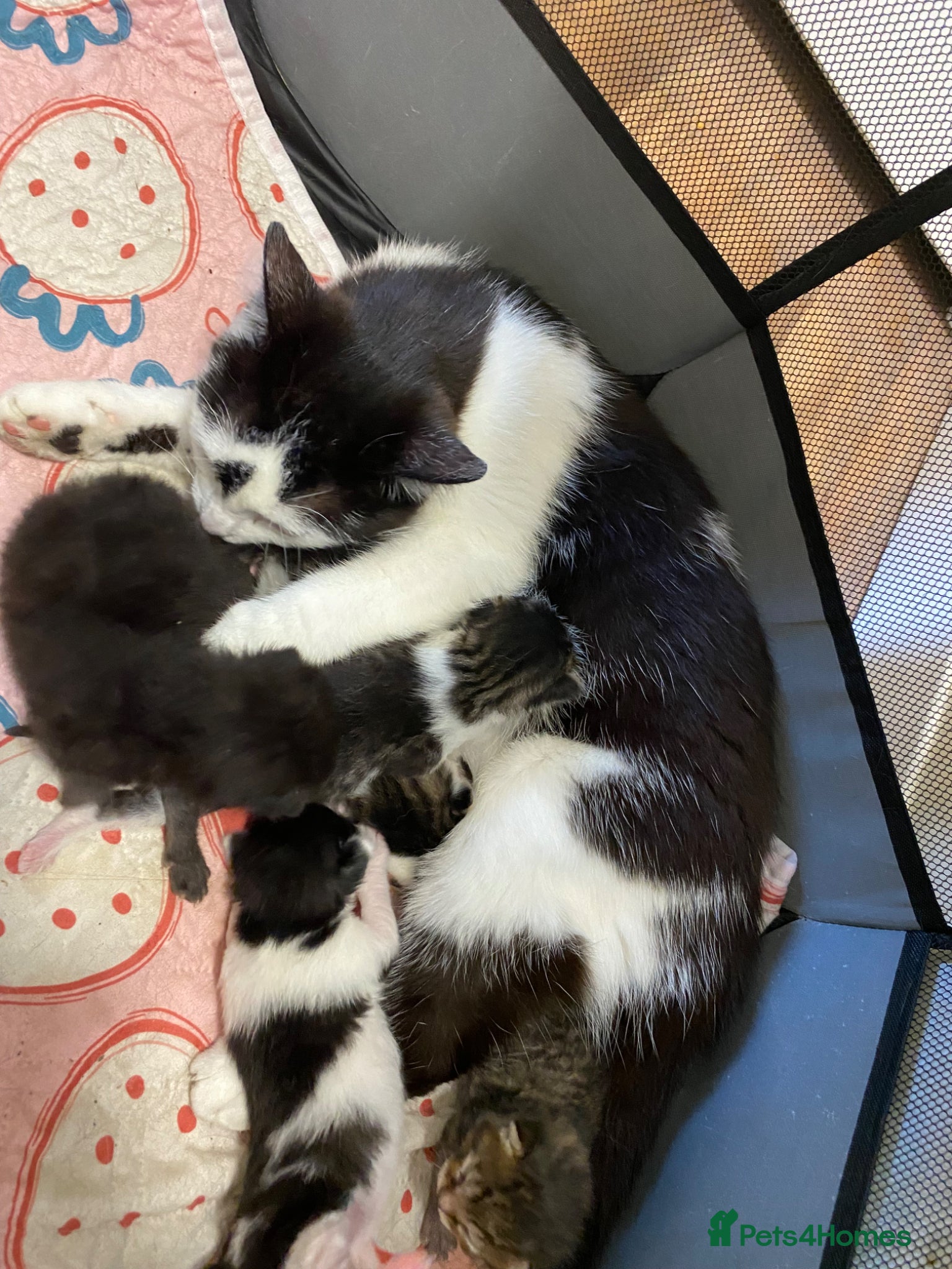 Mixed Breed cats for sale: Beautiful kittens  - Advert 1