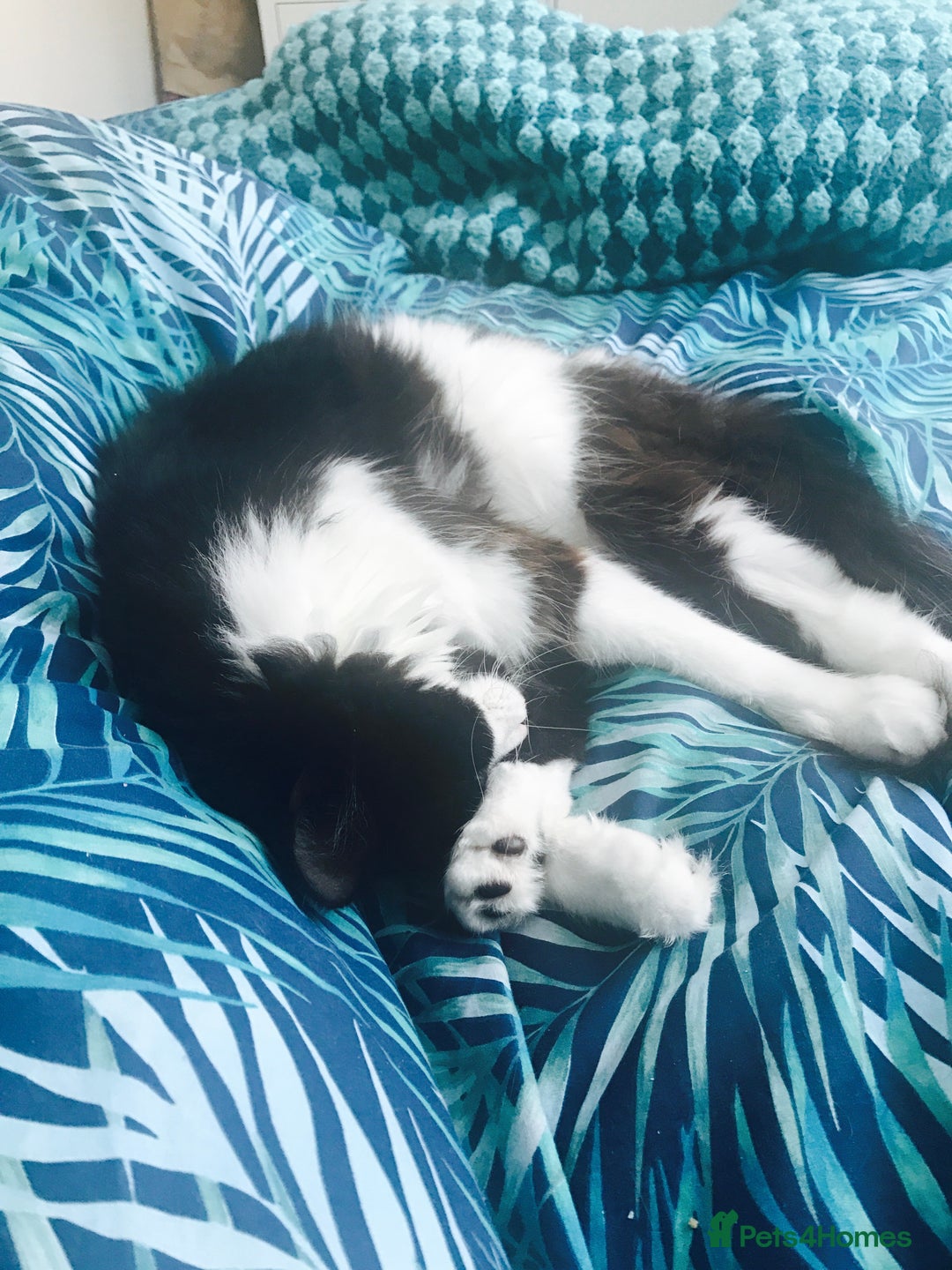British Longhair cats for sale: Cat for rehoming - Image 2