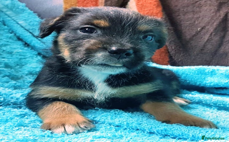 Mixed Breed dogs - Advert 3